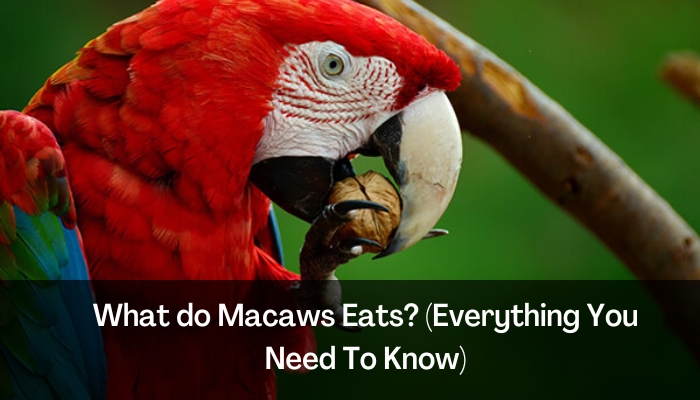 What do Macaws Eats (Everything You Need To Know)