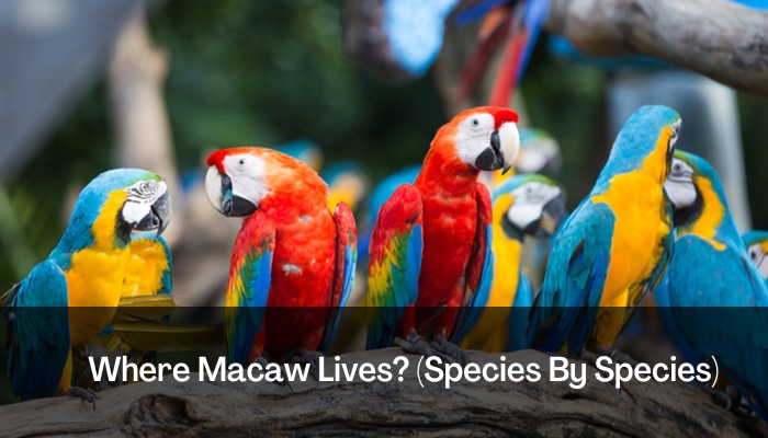 Where Macaw Lives