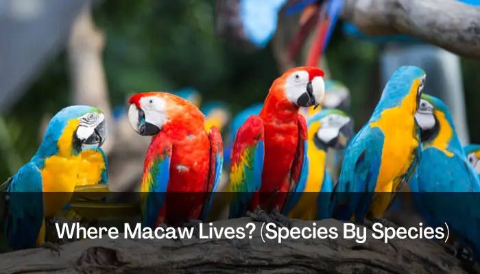 Where Macaw Lives