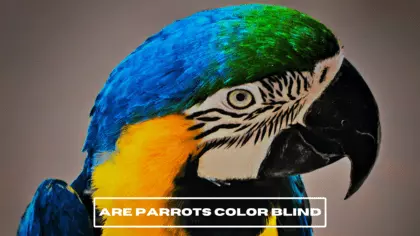 are parrots color blind