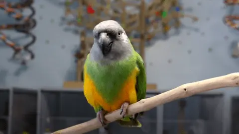 are senegal parrots good for beginners