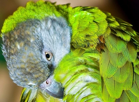 are senegal parrots good pets