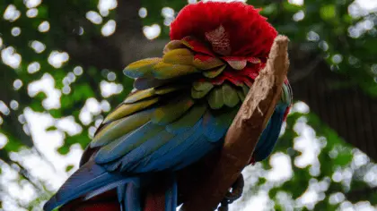 can parrots sleep with lights on