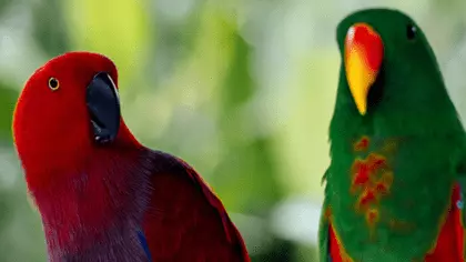 eclectus-parrot-cost