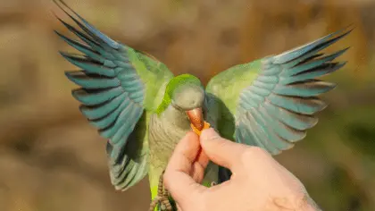 healthy diet for parrots