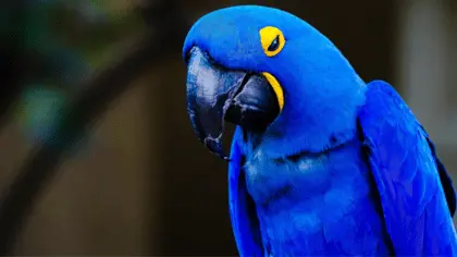how do parrot sleep