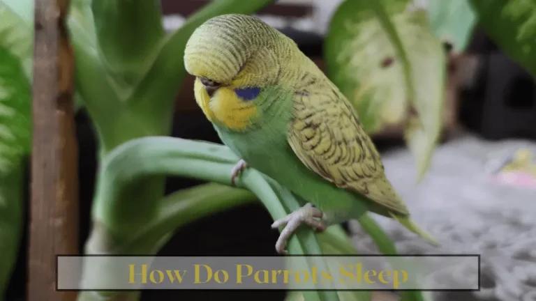 how do parrots sleep