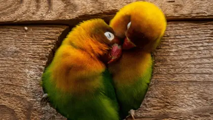 how do parrots sleep in a cage