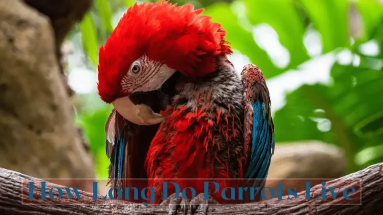 how long do parrots live