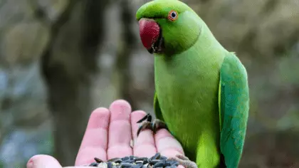how long do parrots live as pets