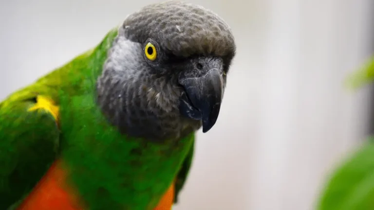 how much are senegal parrots