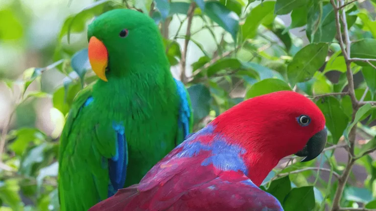 how much do Eclectus Parrots cost