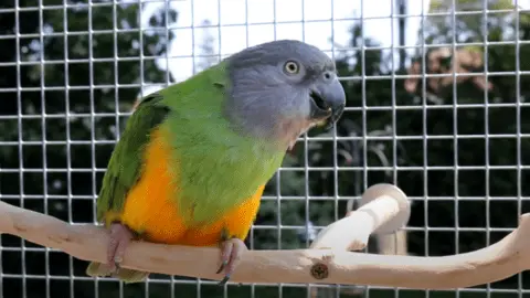 how much is a senegal parrot