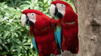 how old do parrots live
