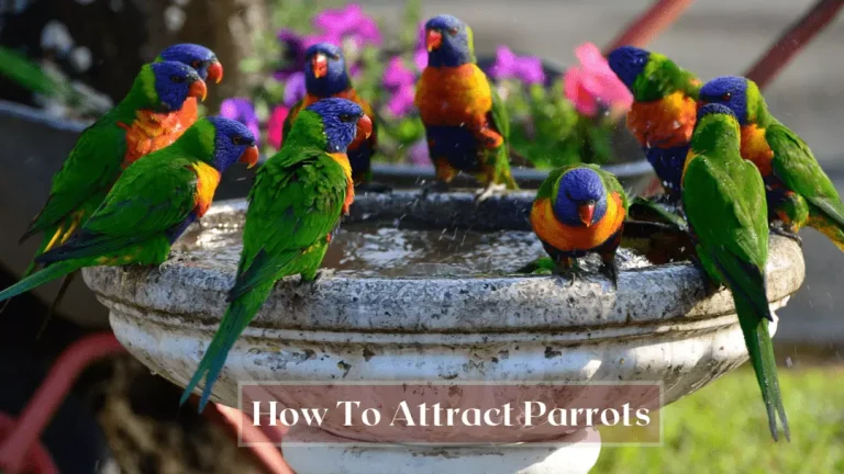 how to attract parrots