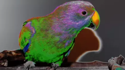 parrot eyesight