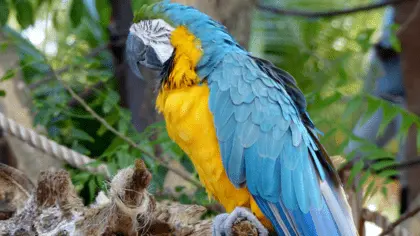 parrot sleeping positions