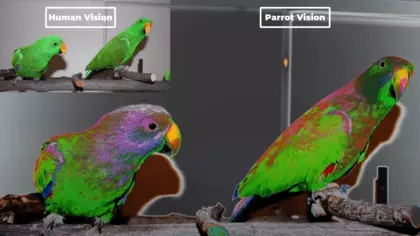 parrot vision vs human vision