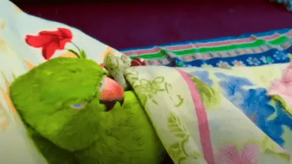 parrots sleeping