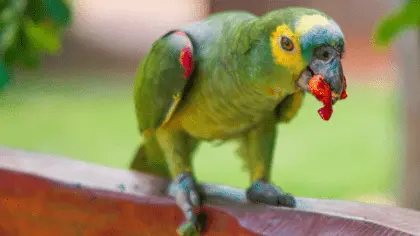what can parrots not eat
