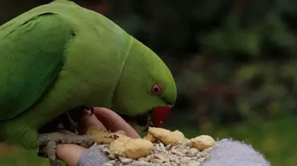 what do parrots eat in the wild