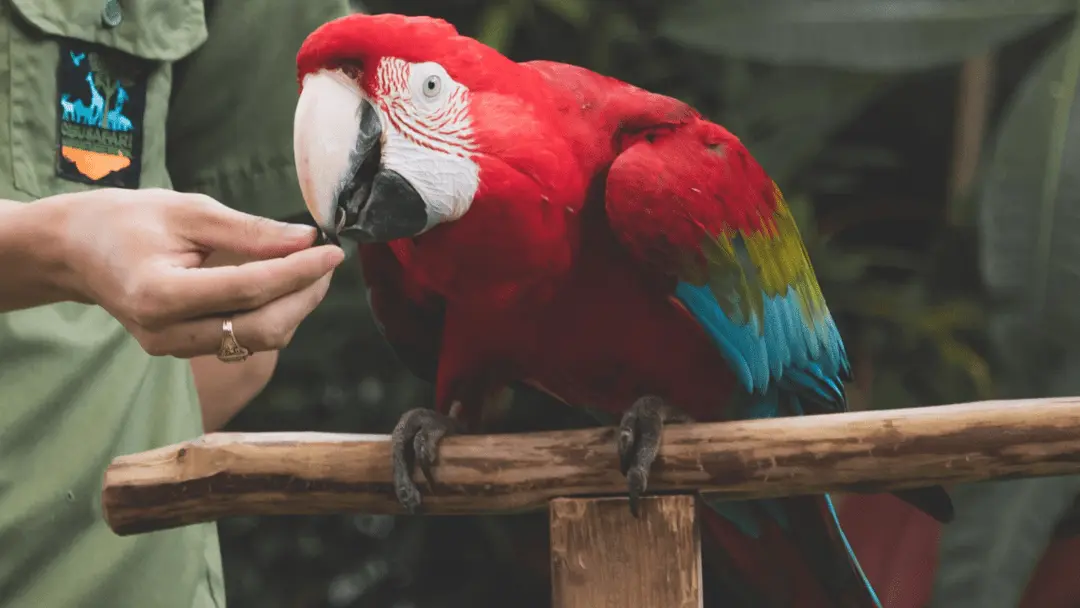 What Do Parrots Eat and Why? Best Foods For parrots (explained)