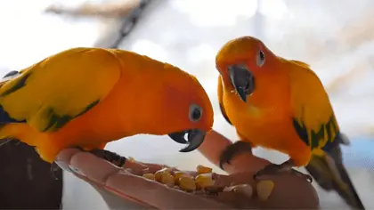 what does a parrot eat