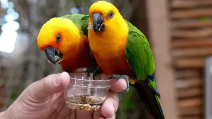 what does parrots eat