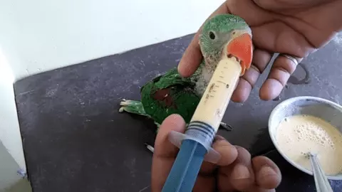 what do baby parrots eat
