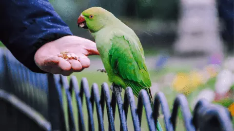 what do parrots eat