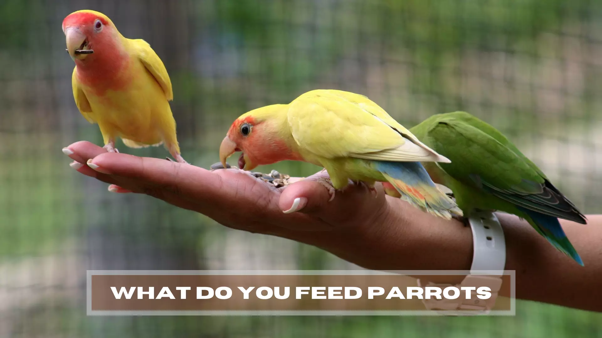 What Do You Feed Parrots? 15 Foods Perrots love
