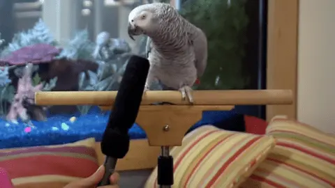 at what age does a parrot start talking