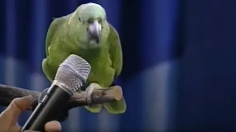 do parrots understand what they say