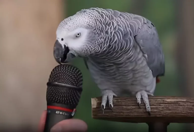 how to teach parrots to talk