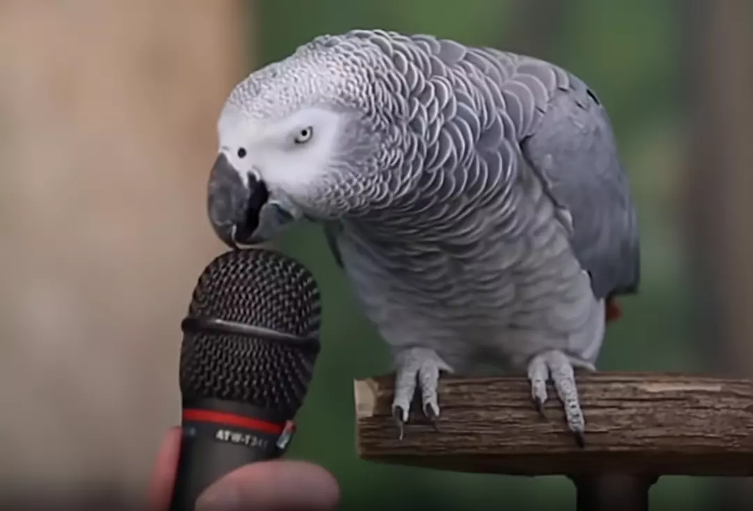 How To Teach Parrots To Talk? Stepbystep guide