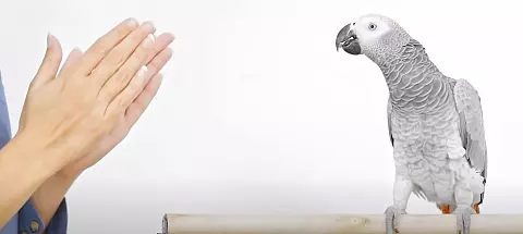 parrots rewarding teaching words