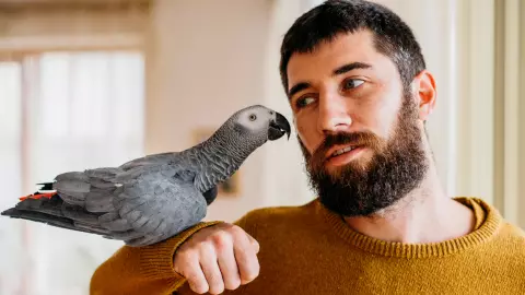 teach parrot to talk