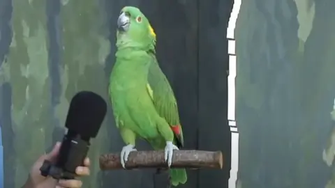 what-age-parrots-start-talking