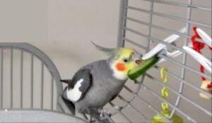 Benefits And Risks Of Feeding Cucumber To Cockatiels