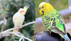 Benefits Of Cockatiels And Parakeets Living Together