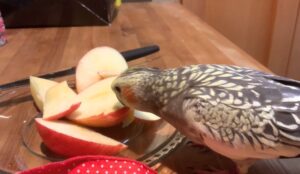 Benefits Of Feeding Apples To Cockatiels