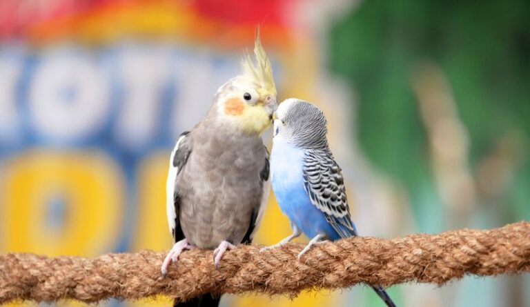 Can Cockatiels And Parakeets Live Together