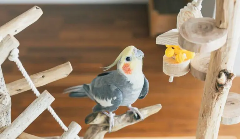 Can Cockatiels Eat Bananas