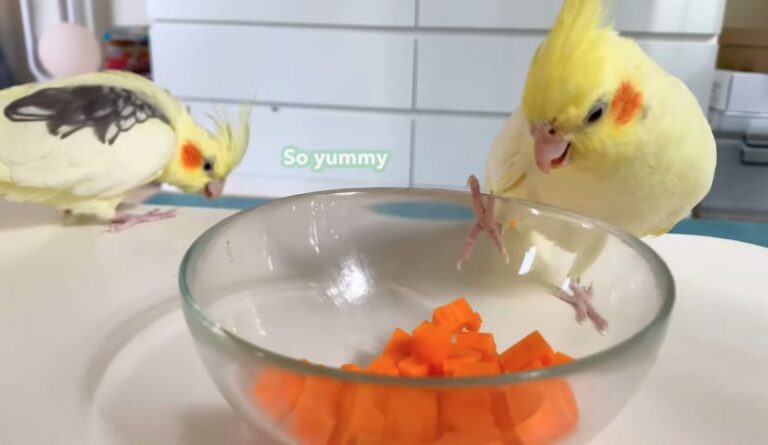 Can Cockatiels Eat Carrots