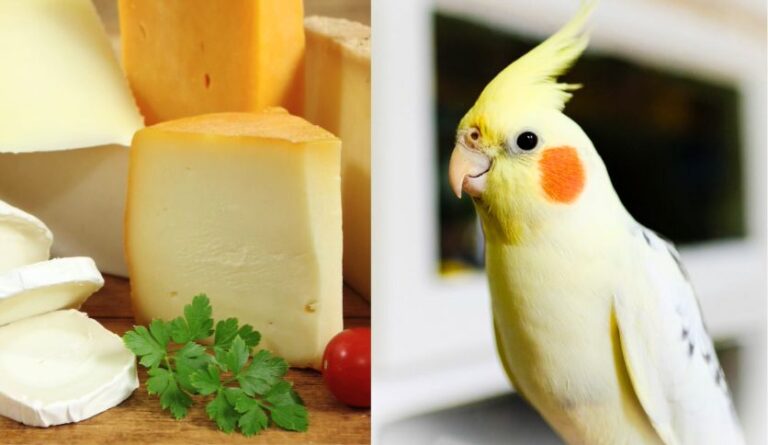 Can Cockatiels Eat Cheese
