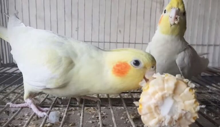 Can Cockatiels Eat Corn