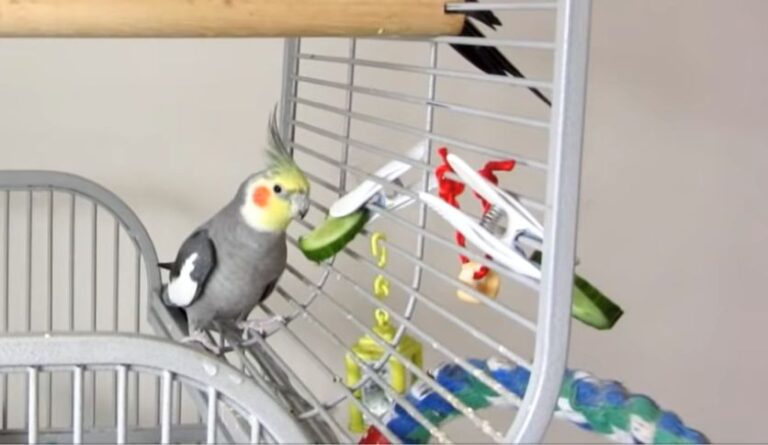 Can Cockatiels Eat Cucumber