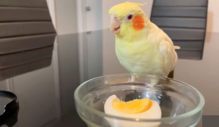 Can Cockatiels Eat Eggs