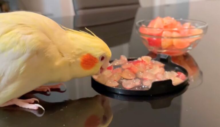 Can Cockatiels Eat Grapes