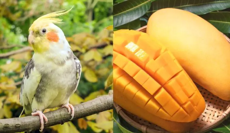 Can Cockatiels Eat Mango